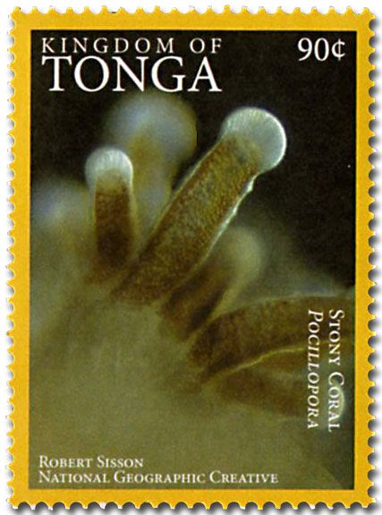 n° 1468A - Timbre TONGA Poste